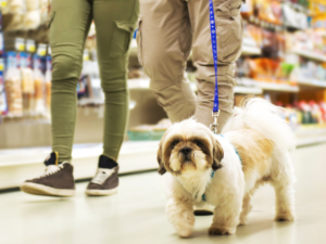 A small dog on a lease in a public space.